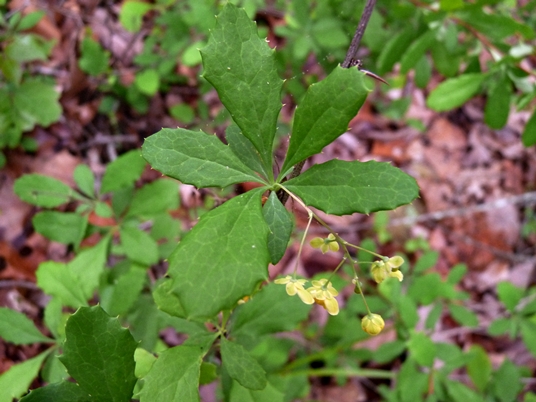 {Berberis canadensis}